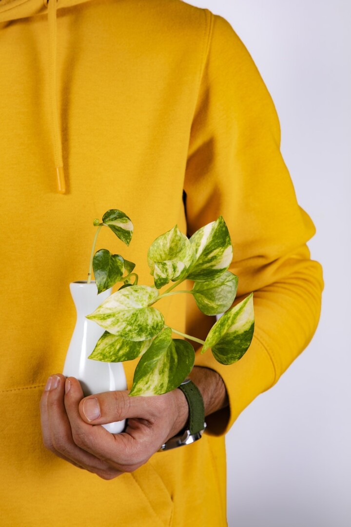Person Holding Plant in Vase